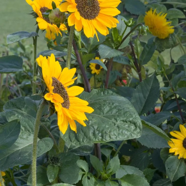 Tournesol vivace - Helianthus | Achat direct au producteur