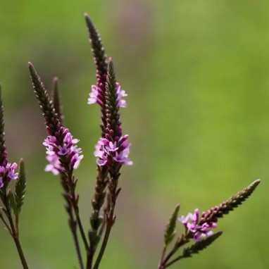 Verbena hastata 'Pink Spires' - Verbena | Achat direct au producteur