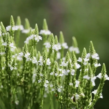 Verbena hastata 'White Spires' - Verbena | Achat direct au producteur