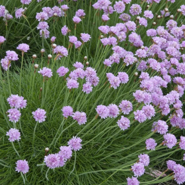 Armeria maritima 'Armada Pink' - Armeria | Achat direct au producteur