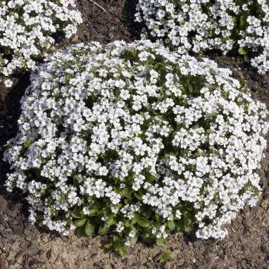 Arenaria montana 'Blizzard' | Achat direct au producteur