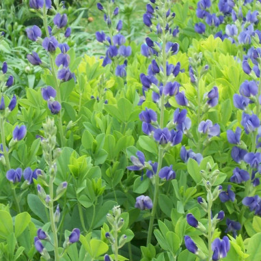 Baptisia australis 'Caspian Blue' | Achat direct au producteur