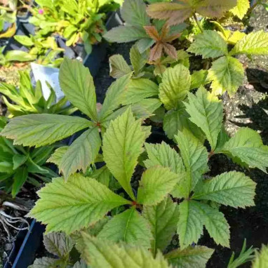 Rodgersia aesculifolia - Rodgersia | Achat direct au producteur