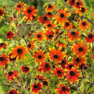 Rudbeckia triloba 'Prairie Glow' | Achat direct au producteur