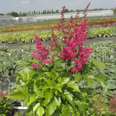Astilbe Younique Ruby Red - Astilbe | Achat direct au producteur