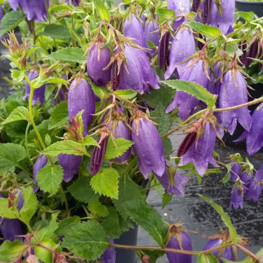 Campanula punctata 'Sarastro' - Campanula | Achat producteur