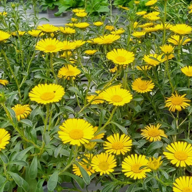 Asteriscus maritimus 'Gnom' - Pallenis | Achat direct au producteur