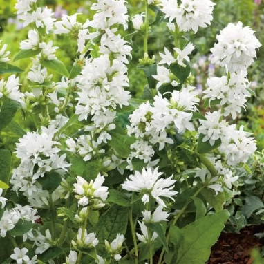 Campanula glomerata 'Alba' - Campanule | Achat direct au producteur