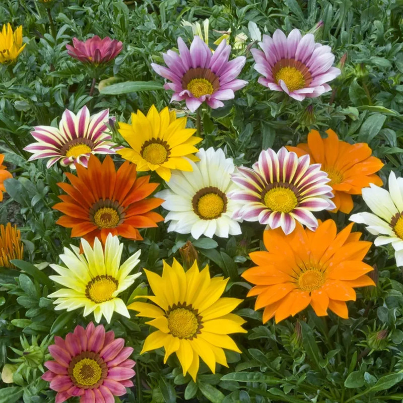 Gazania 'Zany Mix' - Gazania rigens | Achat direct au producteur