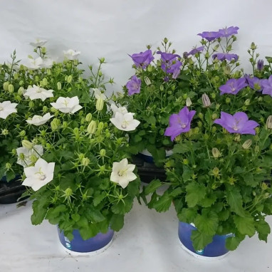 Campanule 'Avida Mix' - Campanula | Achat direct au producteur