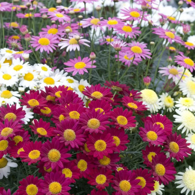 Anthemis - Vivace fleurs jaunes | Achat direct au producteur