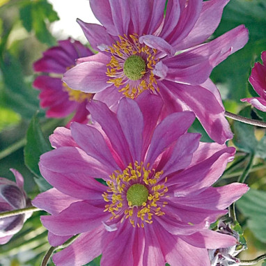 Anemone x hybrida japonica 'Serenade' | Achat direct au producteur
