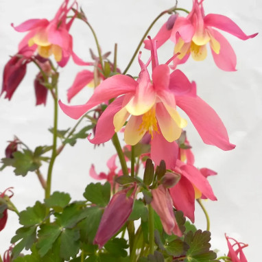 Ancolie 'Spring Magic Light Red and Yellow' - Aquilegia | Achat producteur