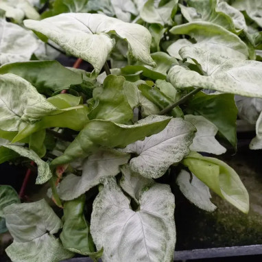 Syngonium podophyllum 'White Butterfly' | Achat direct au producteur