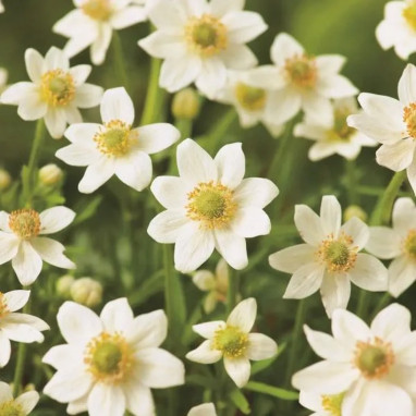Anemone multifida var. magellanica | Achat direct au producteur