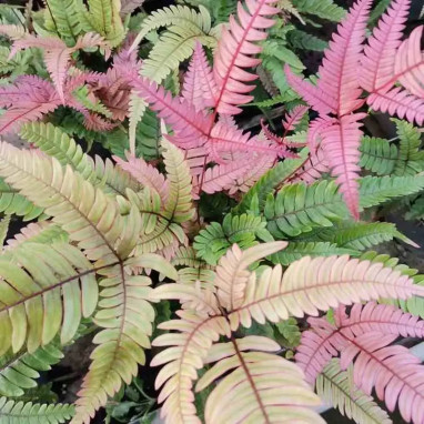 Pteris quadriaurita tricolor - Pteris | Achat direct au producteur