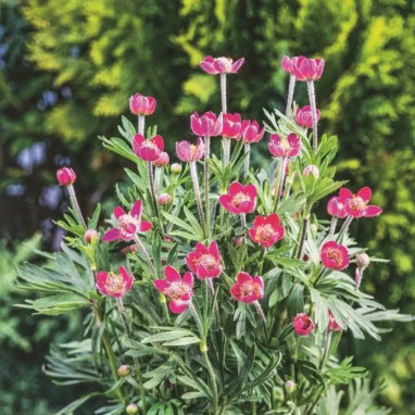 Anemone multifida 'Rubra' - Anemone | Achat direct au producteur