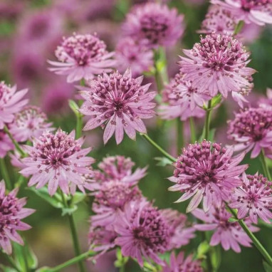 Astrantia 'Roma' - Astrantia | Achat direct au producteur