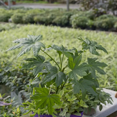 Aralia 'Sun King' - Aralia cordata | Achat direct au producteur