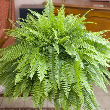 Fougère Boston - Nephrolepis exaltata | Achat direct au producteur