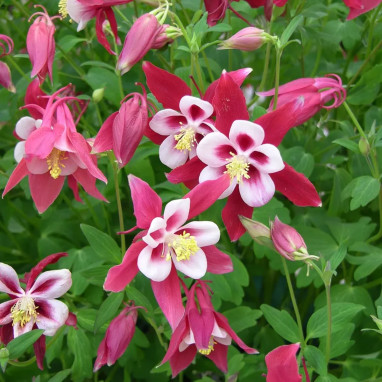 Aquilegia caerulea 'Crimson Star' - Ancolie | Achat producteur