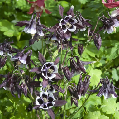 Ancolie 'William Guiness' - Aquilegia | Achat direct au producteur