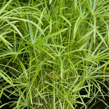 Cyperus alternifolius - Papyrus ombrelle | Achat direct au producteur