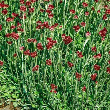 Antennaria dioica 'Rubra' - Antennaria | Achat direct au producteur
