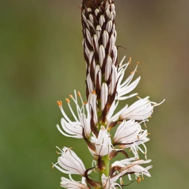 Asphodelus albus - Asphodelus | Achat direct au producteur