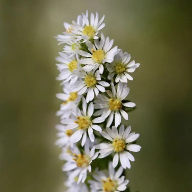 Aster ericoides - Symphyotrichum | Achat direct au producteur