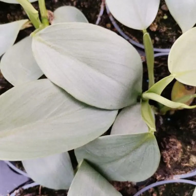Philodendron hastatum Silver Sword | Achat direct au producteur