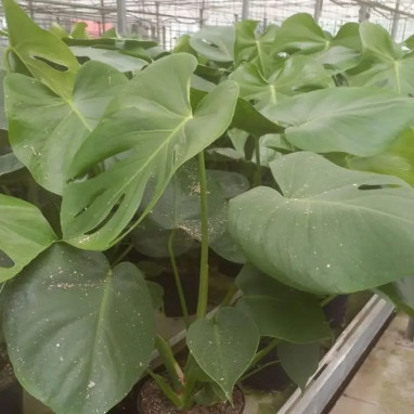 Monstera deliciosa - Philodendron | Achat direct au producteur
