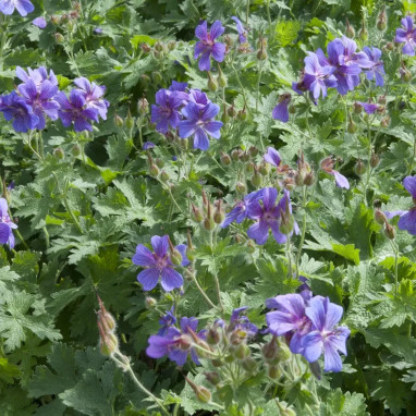 Geranium pratense 'Mrs Kendall Clark' - Geranium | Achat producteur