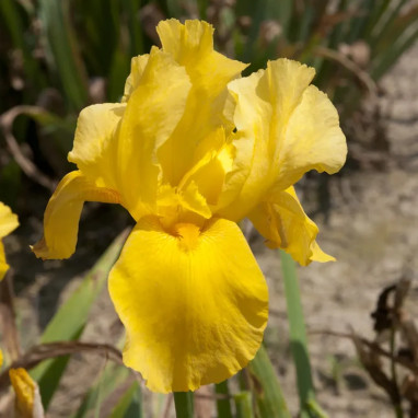 Iris germanica 'Granada Gold' - Iris | Achat direct au producteur