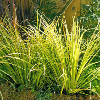 Acorus gramineus 'Ogon' - Acorus | Achat direct au producteur