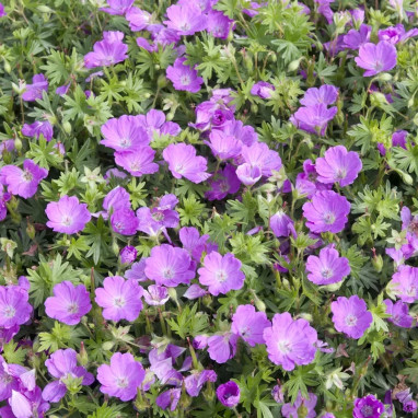 Géranium sanguin 'Max Frei' - Geranium | Achat direct au producteur
