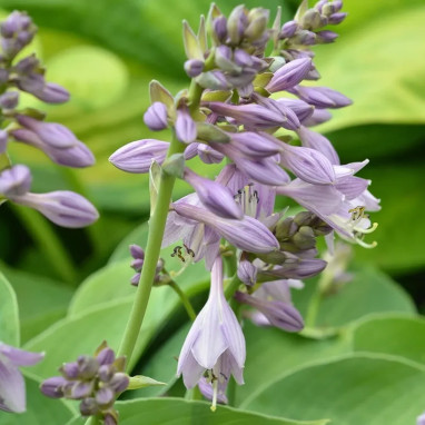 Hosta 'Halcyon' - Hosta | Achat direct au producteur
