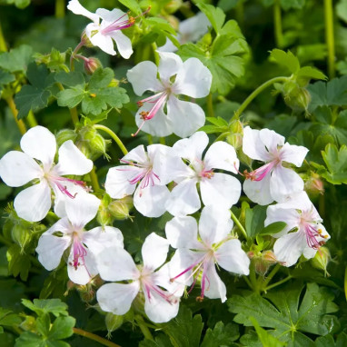 Geranium 'Biokovo' - Geranium | Achat direct au producteur