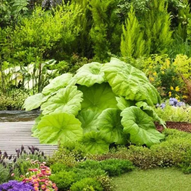 Astilboides tabularis (Rodgersia) | Achat direct au producteur