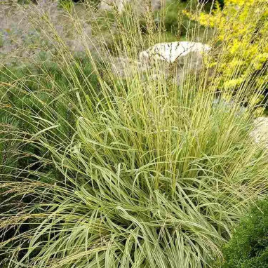Molinia caerulea 'Variegata' - Molinia | Achat direct au producteur
