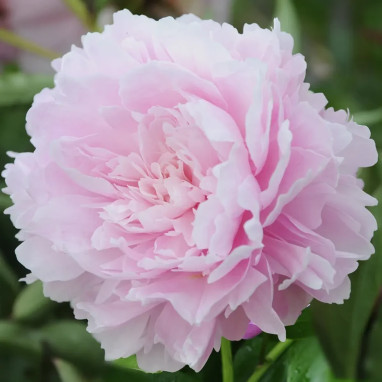 Paeonia lactiflora 'Sarah Bernhardt' - Paeonia | Achat producteur