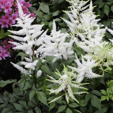 Astilbe rose - Astilbe | Achat direct au producteur