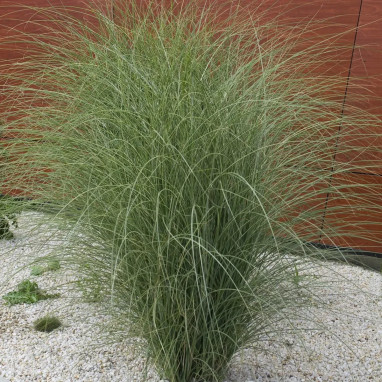 Miscanthus sinensis 'Morning Light' - Miscanthus | Achat en ligne