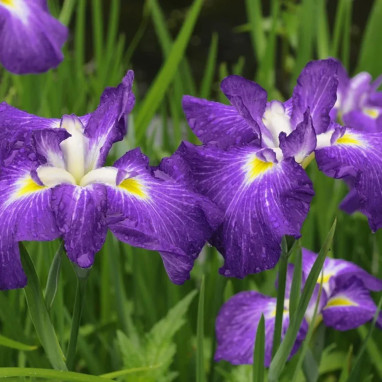 Iris du Japon violet foncé - Iris ensata | Achat direct au producteur