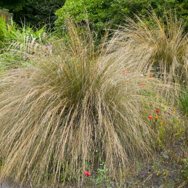 Carex comans 'Bronze Curls' - Carex | Achat direct au producteur