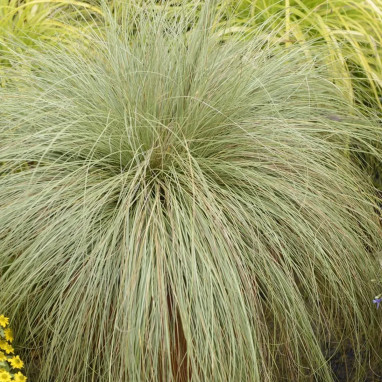 Carex comans 'Frosted Curls' - Carex | Achat direct au producteur