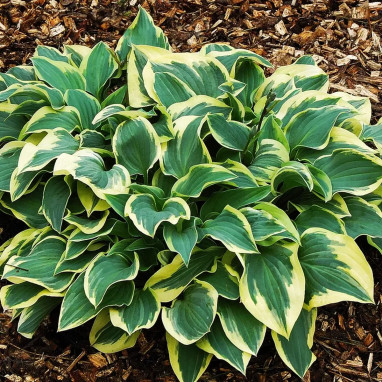 Hosta 'Twilight' - Hosta | Achat direct au producteur