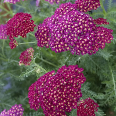 Achillea millefolium 'Summerwine' - Achillea | Achat direct au producteur