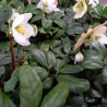 Helleborus Niger 'Praecox'