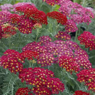 Achillea millefolium 'Paprika' - Achillea | Achat direct au producteur
